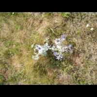 Chardon bleu (Finistere, Guisseny, 2008-07) (1)